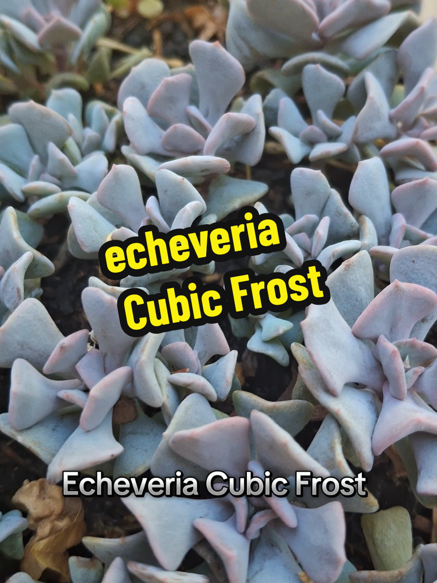 @Succulent_ninja