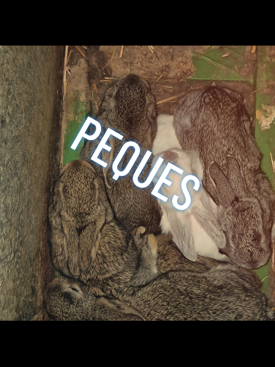 @lamujerdesastre