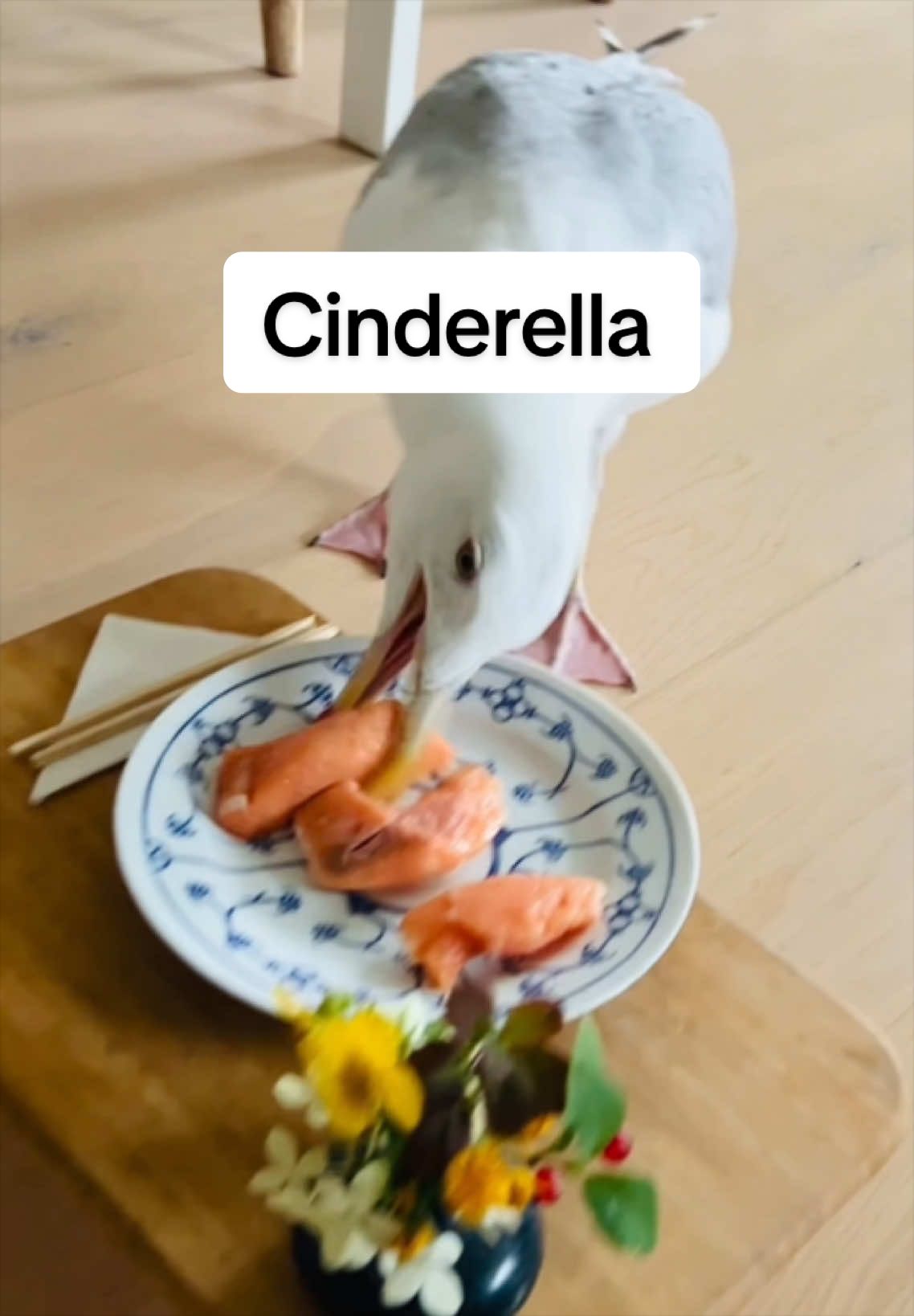 @Winston gull