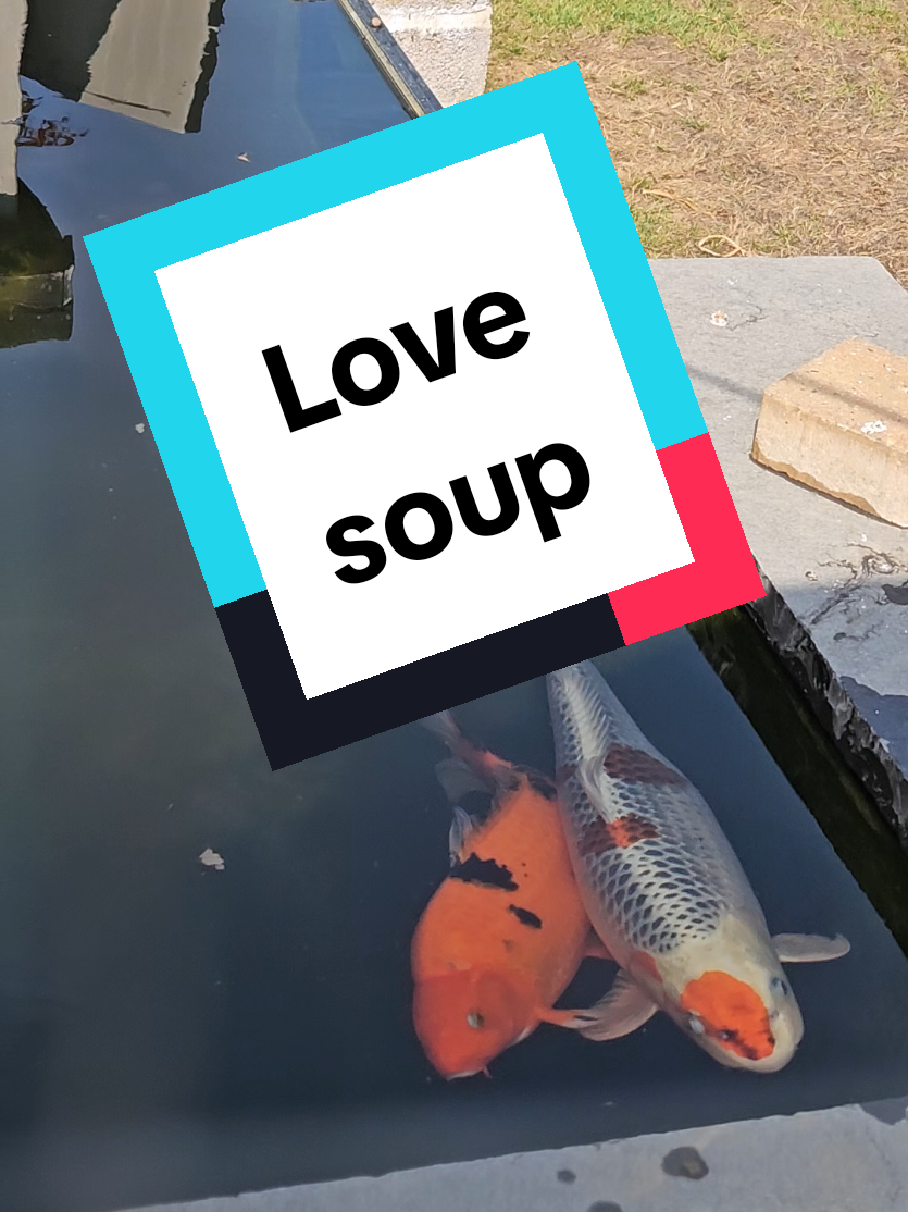 @Discus and Koi fish