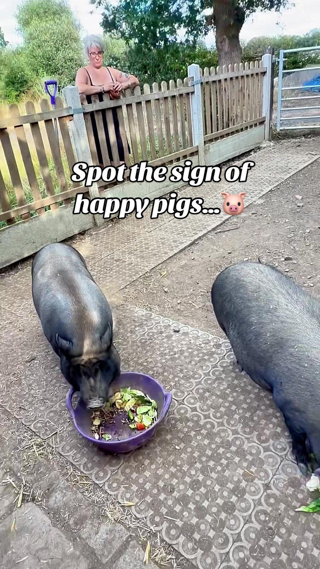 @AhimsaAnimalSanctuaryUK