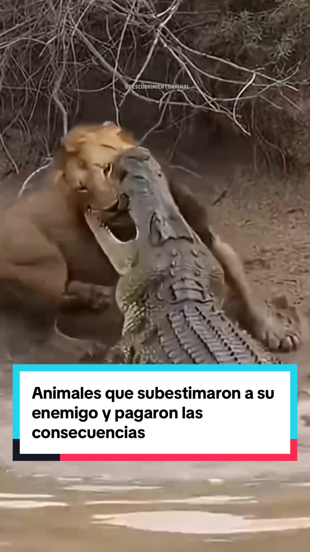 @Descubrimientoanimal