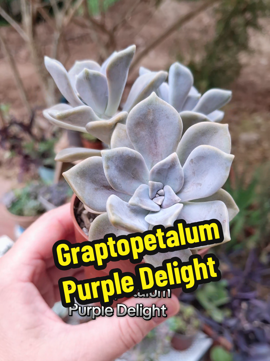 @Succulent_ninja