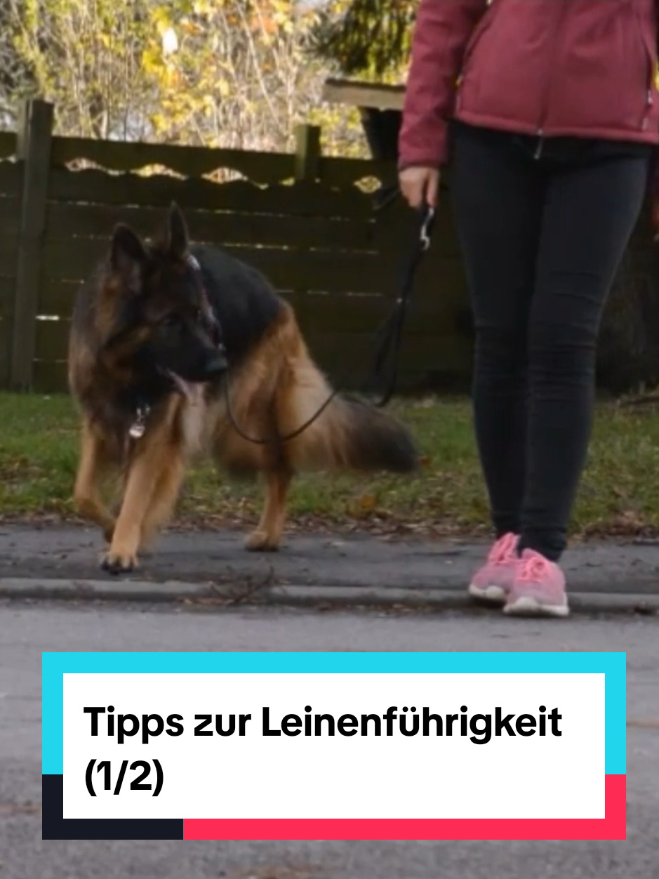 @Hundeschule Mit vier Pfoten