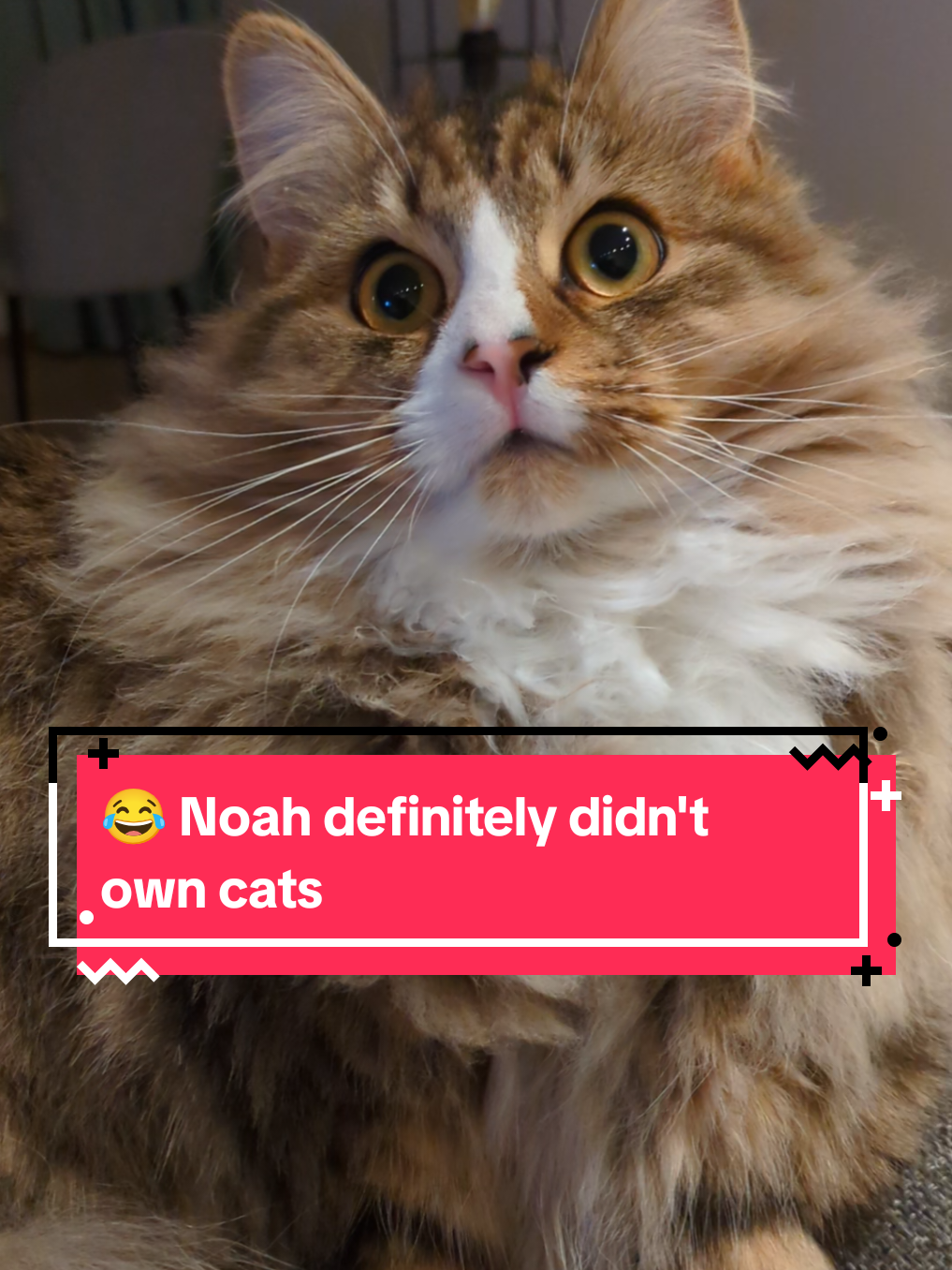 @The Cutest Cats Ever