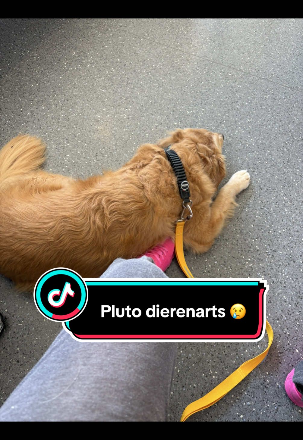 @Mieke🧩Pluto🐾 Mickey🐾