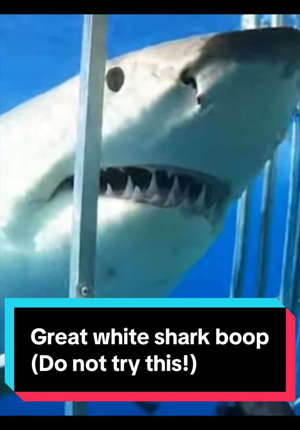 @The Shark Mommy