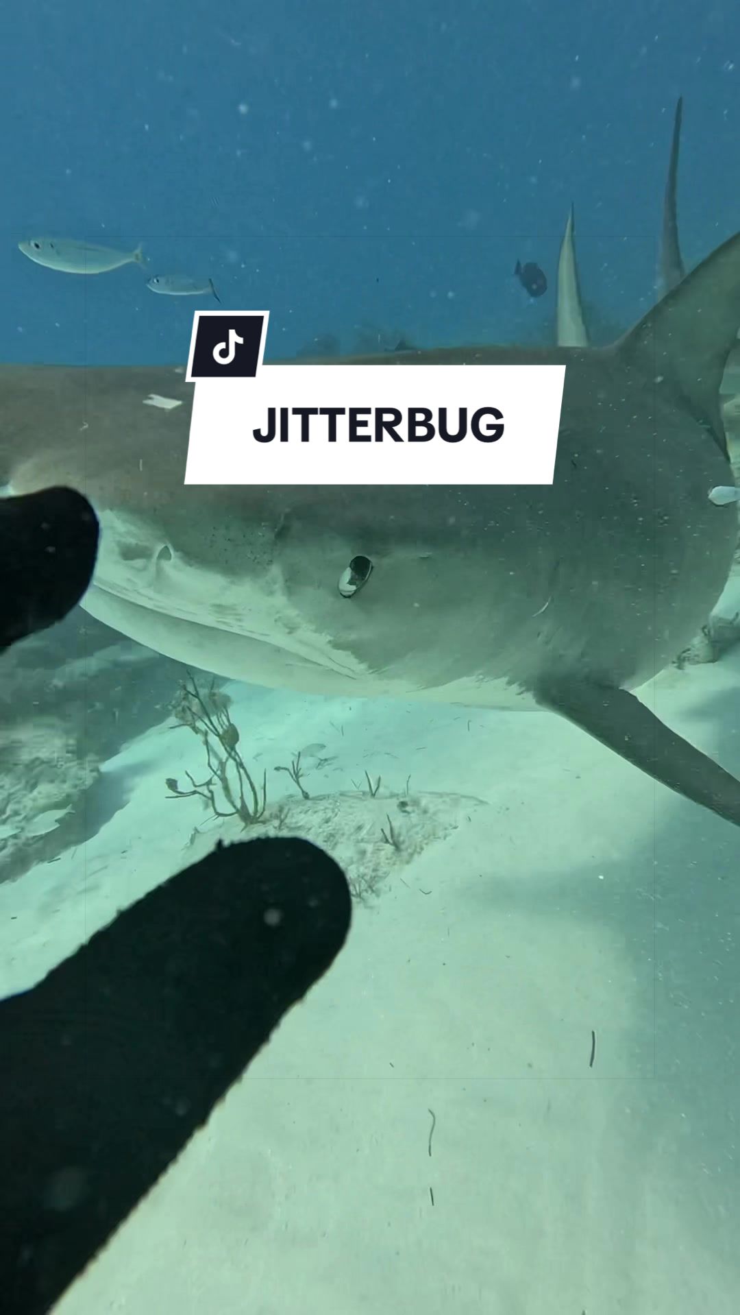 @SCUBA&ensp;DAN&ensp;🦈