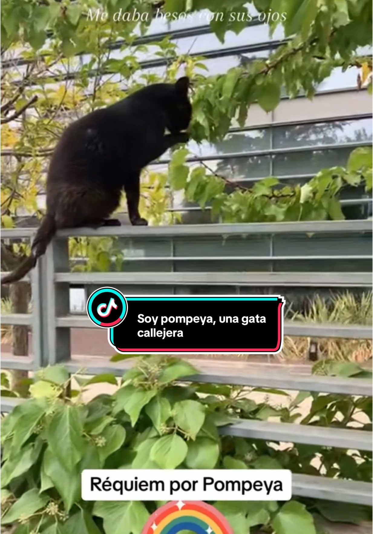 @PompeyayCat