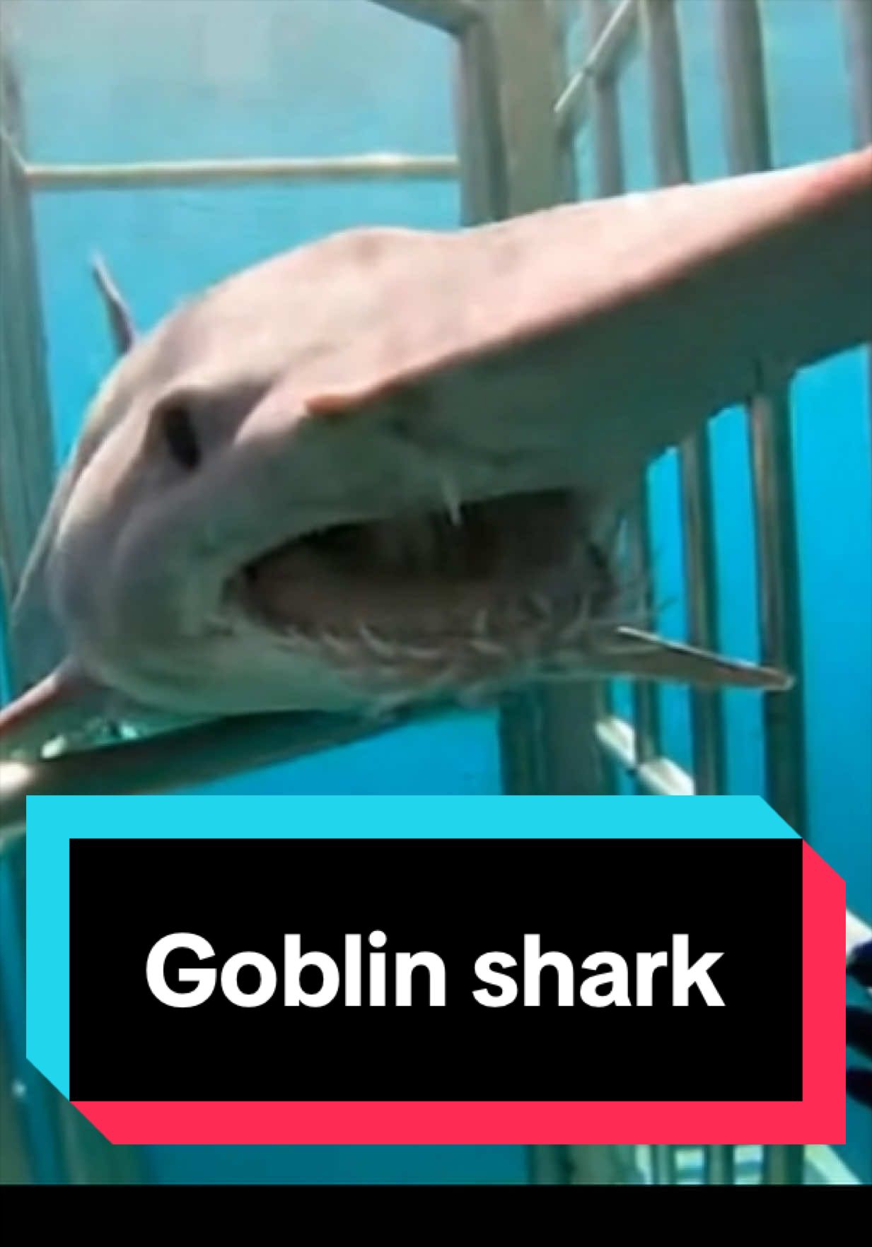 @The Shark Mommy