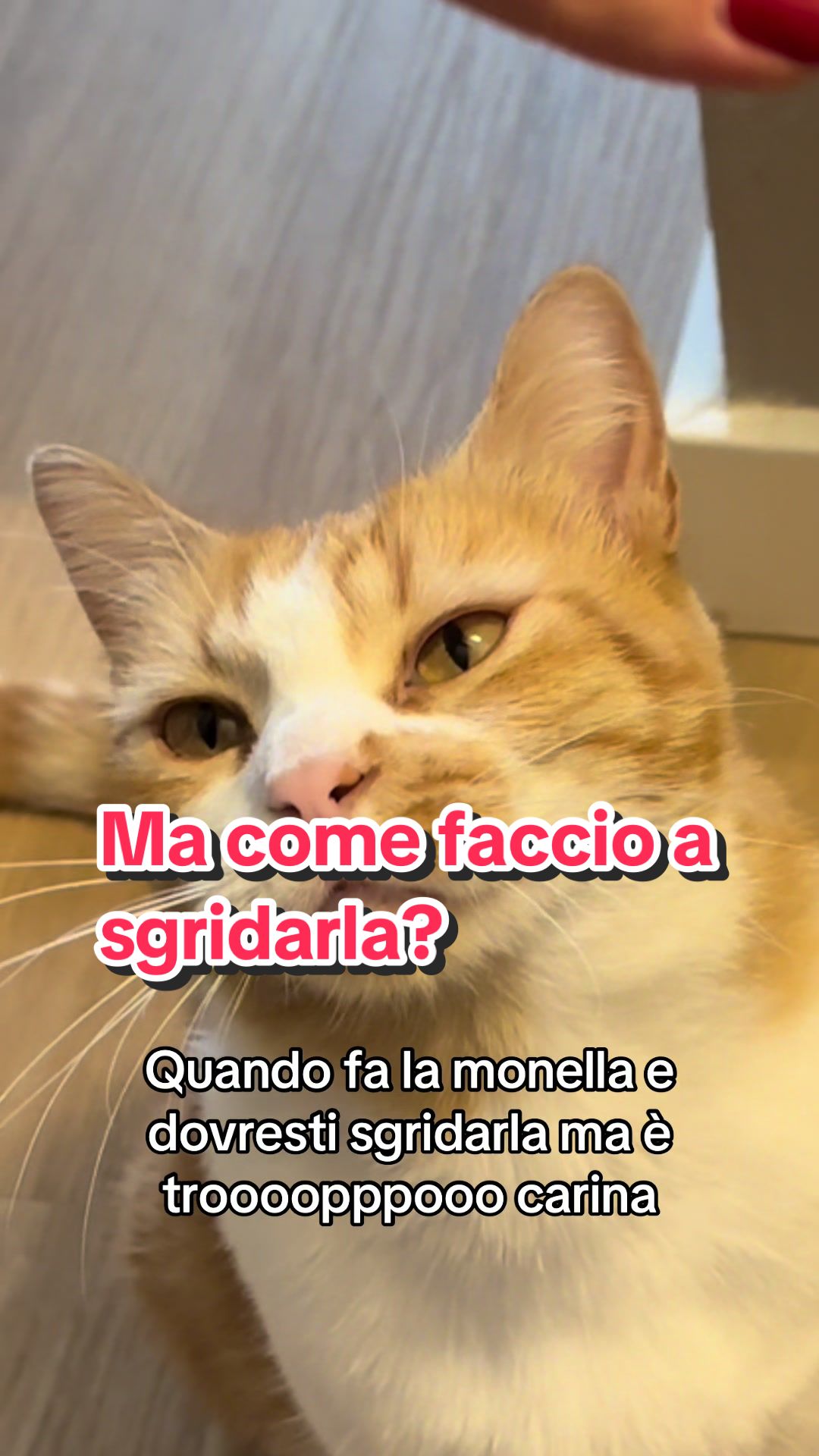 @Family_pelosa🐱🐰🐶🐮
