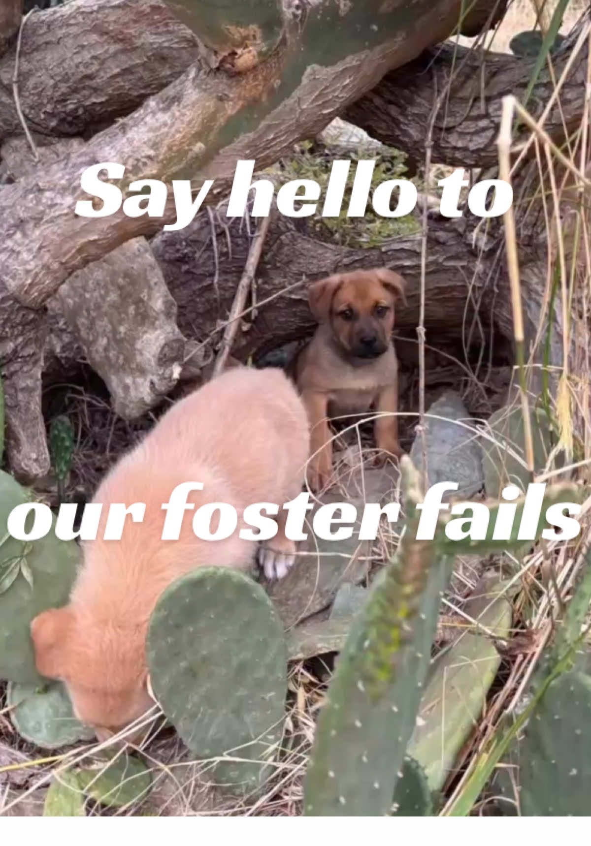 @SwissForestElf