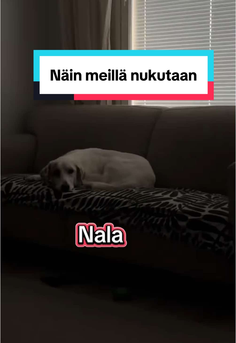 @pintsucca