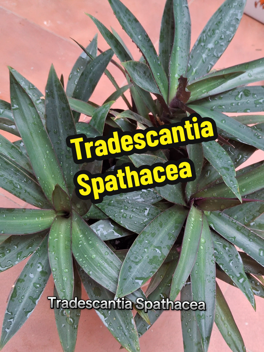 @Succulent_ninja