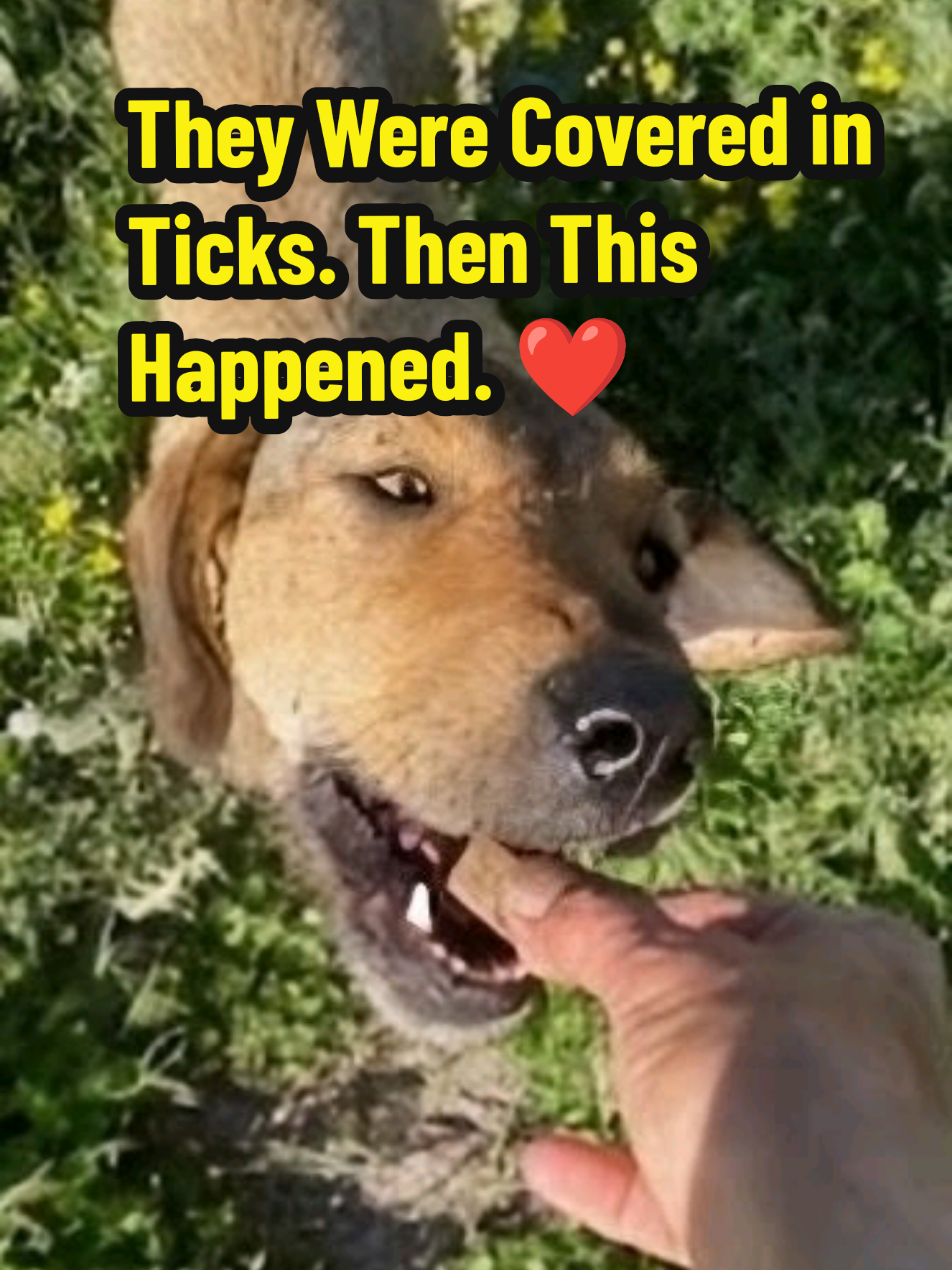 @Greek Animal Rescue