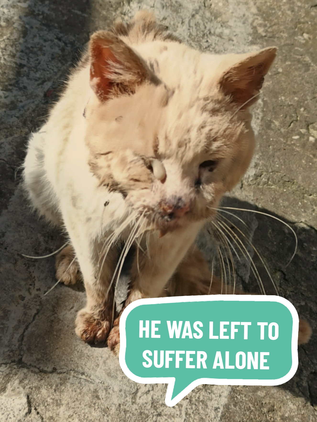@Greek Animal Rescue