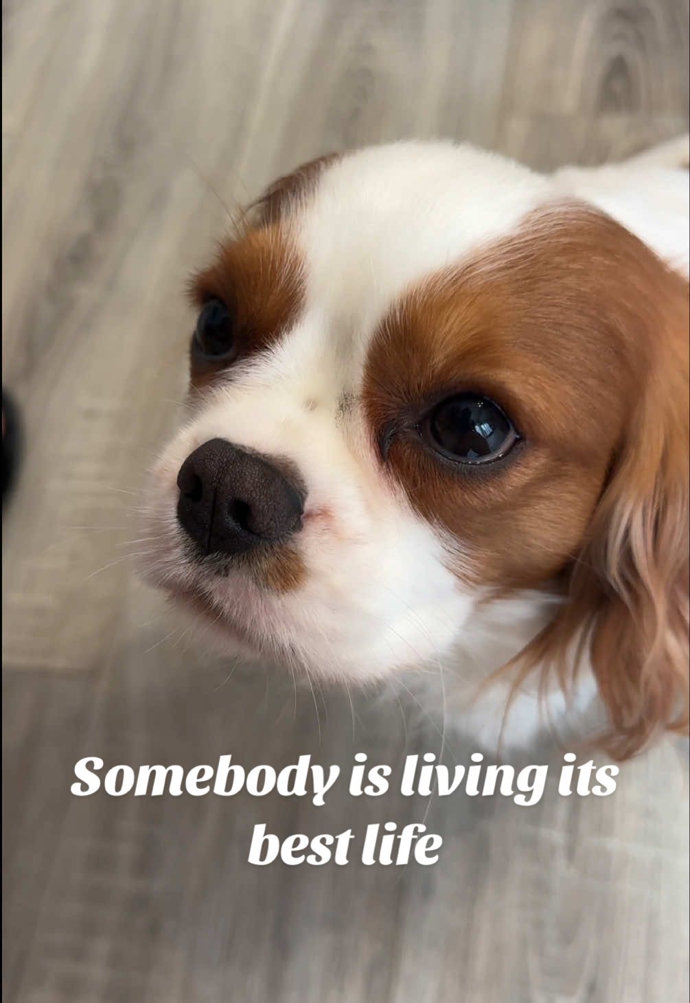 @Cavalier_king_charles_paris