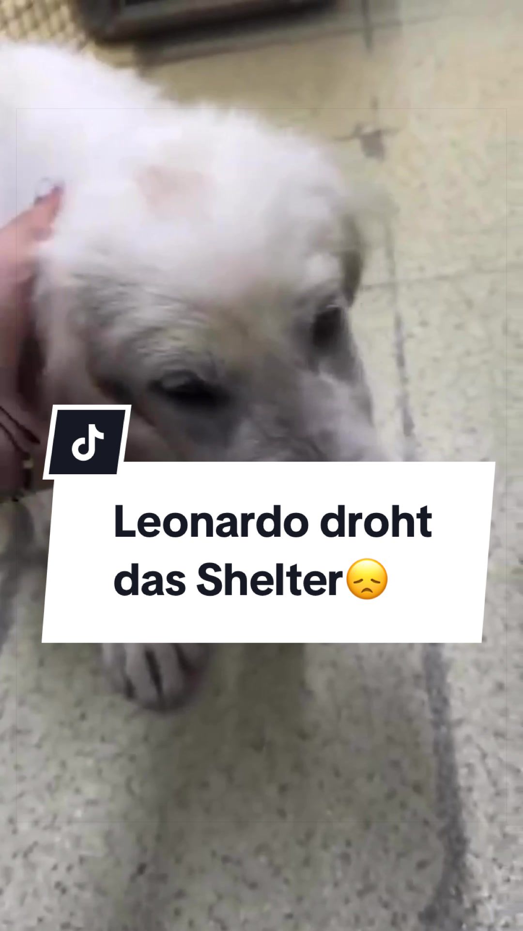@Ein Herz für Streuner e.V.