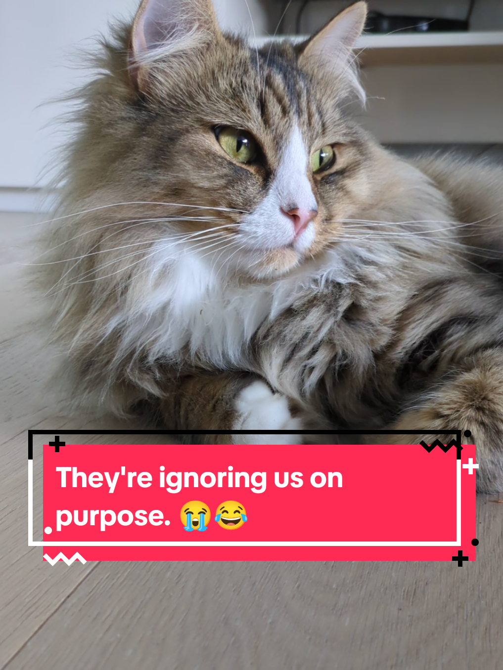 @The Cutest Cats Ever