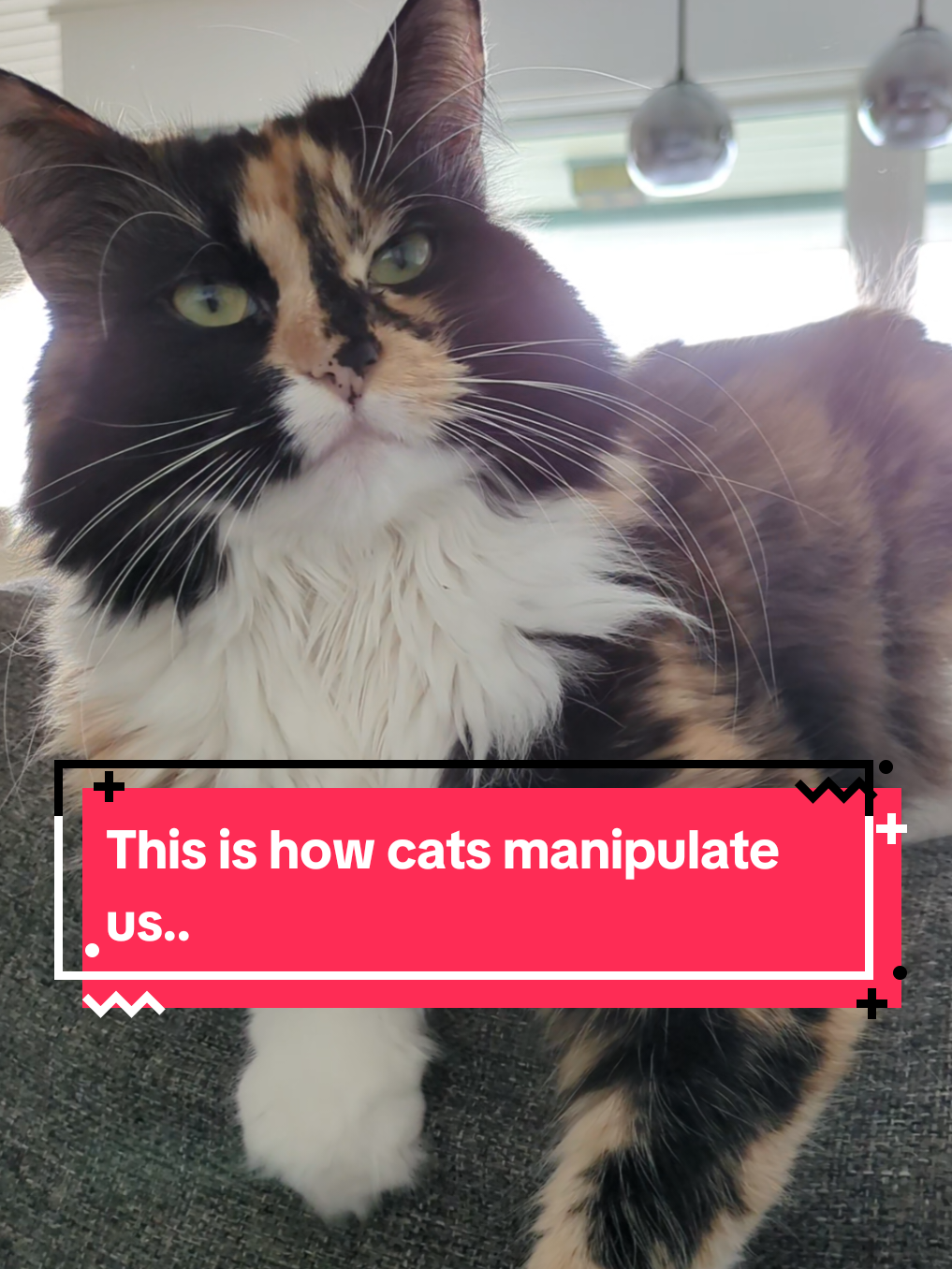 @The Cutest Cats Ever