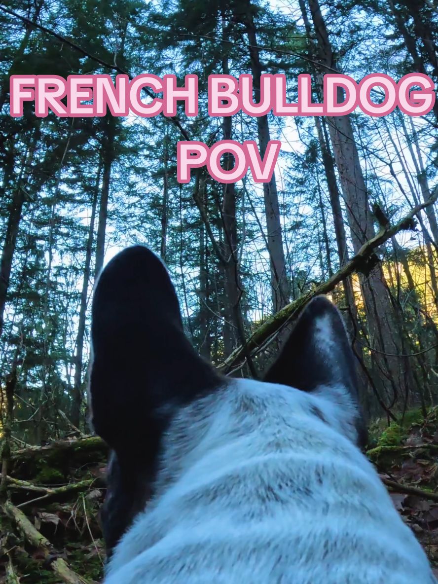 @French Bulldog Jacky 🐶🐾