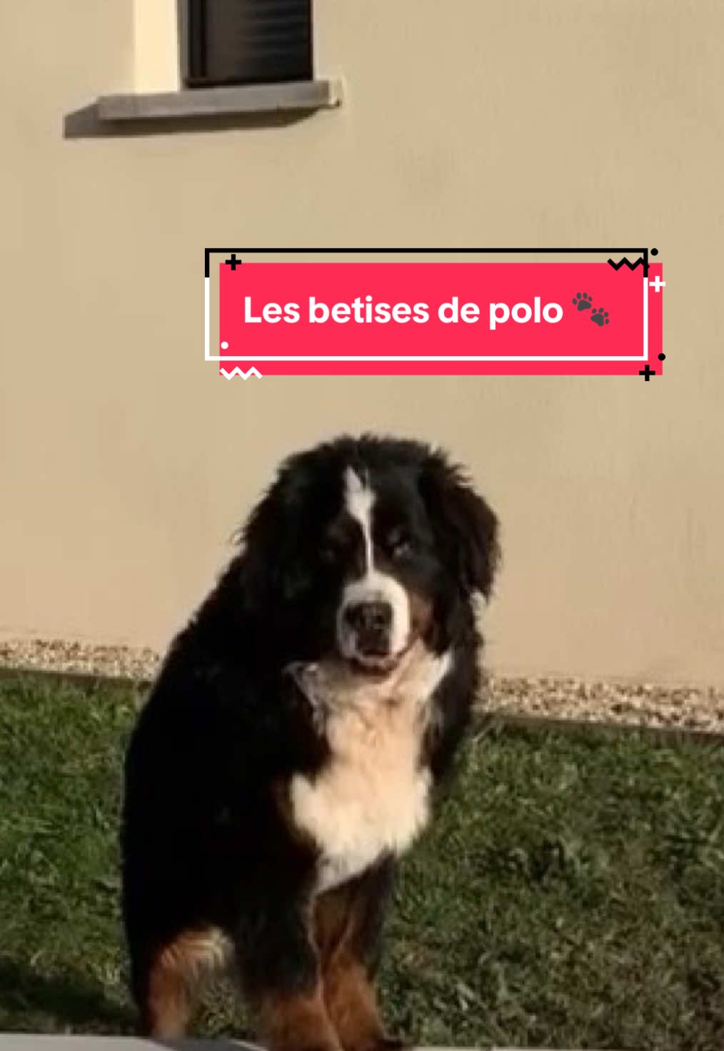 @polo.and.bacco