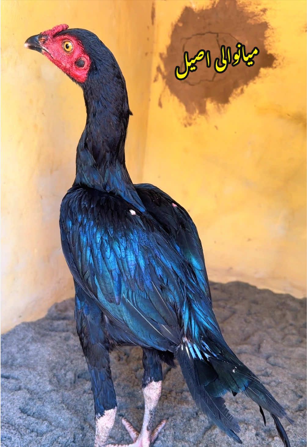 @Poultry Markaz