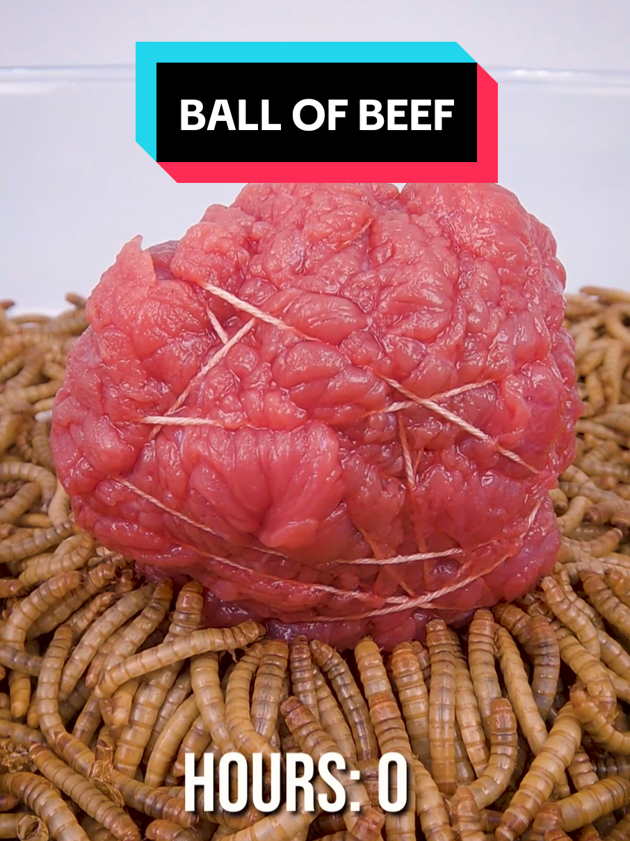 @wormlapse