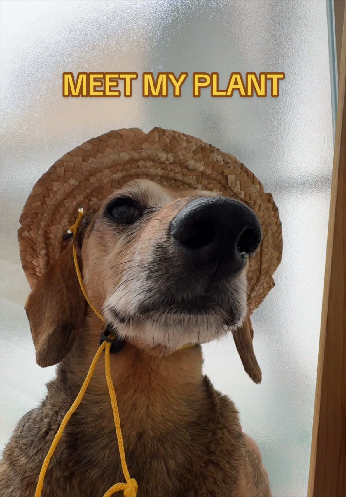 @Lucas The Dog