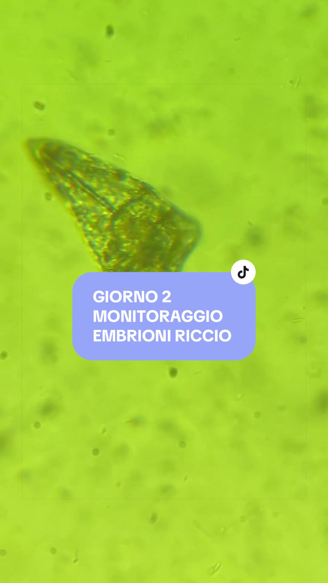 @Flaminia Scapigliati