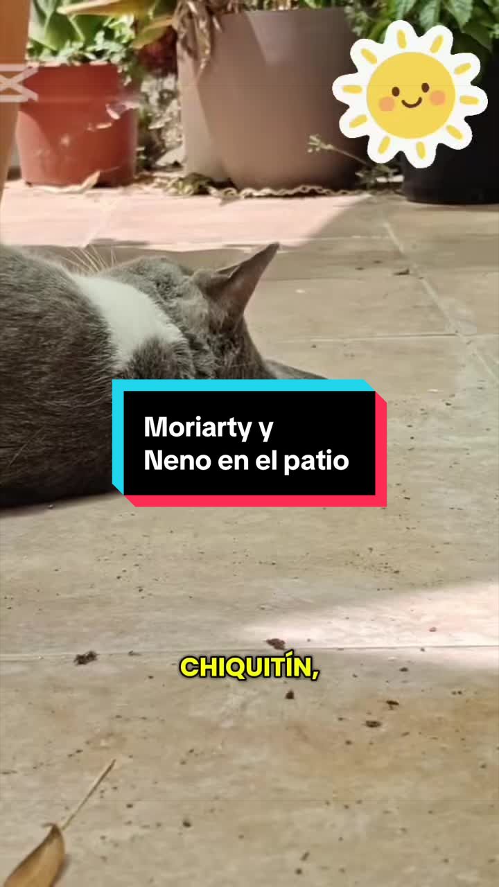 @enGatadas