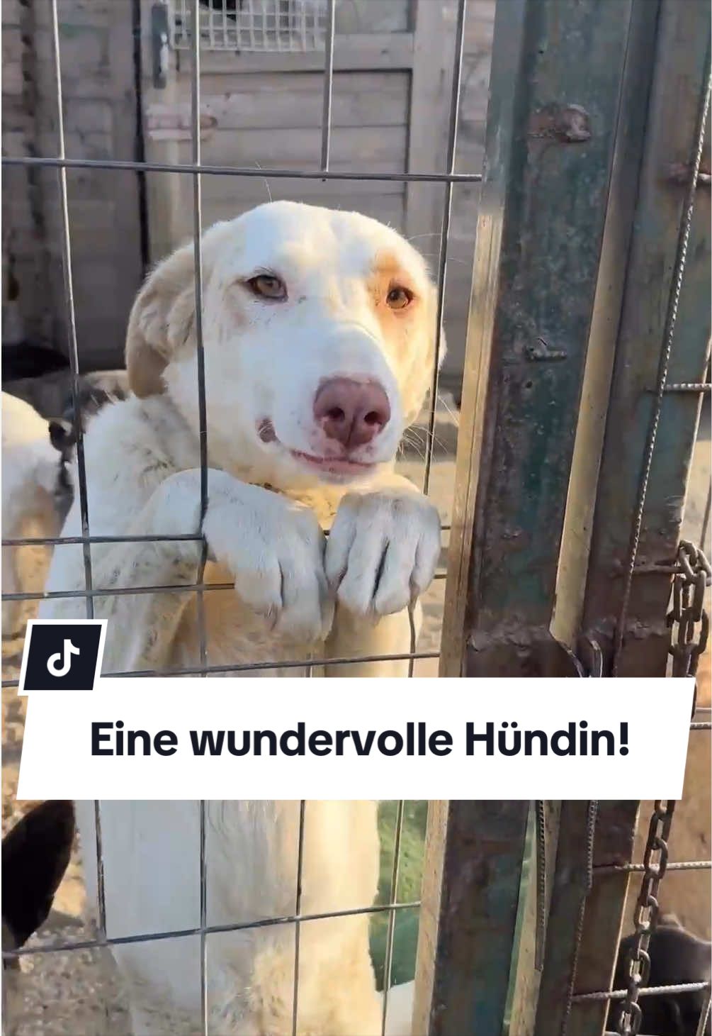 @Ein Herz für Streuner e.V.
