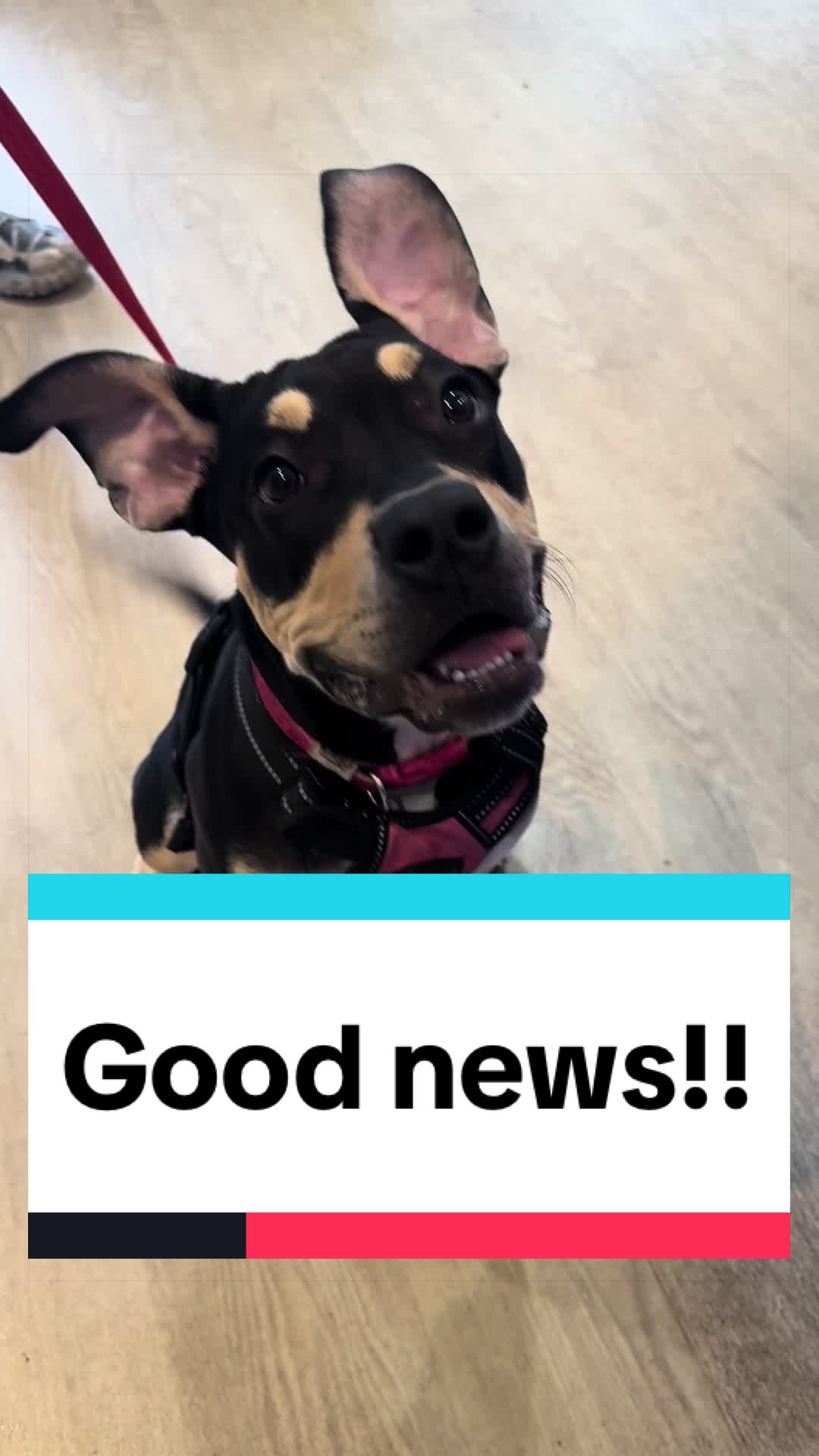 @RSPCA brighton