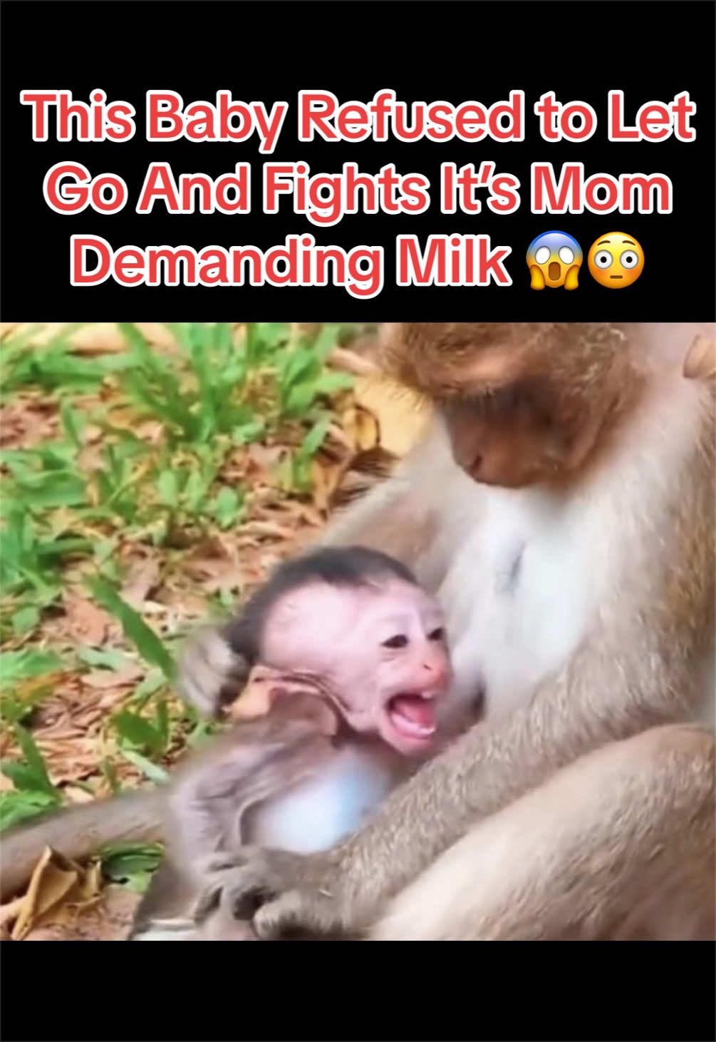@Baby Monkey Life