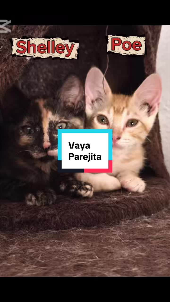 @enGatadas