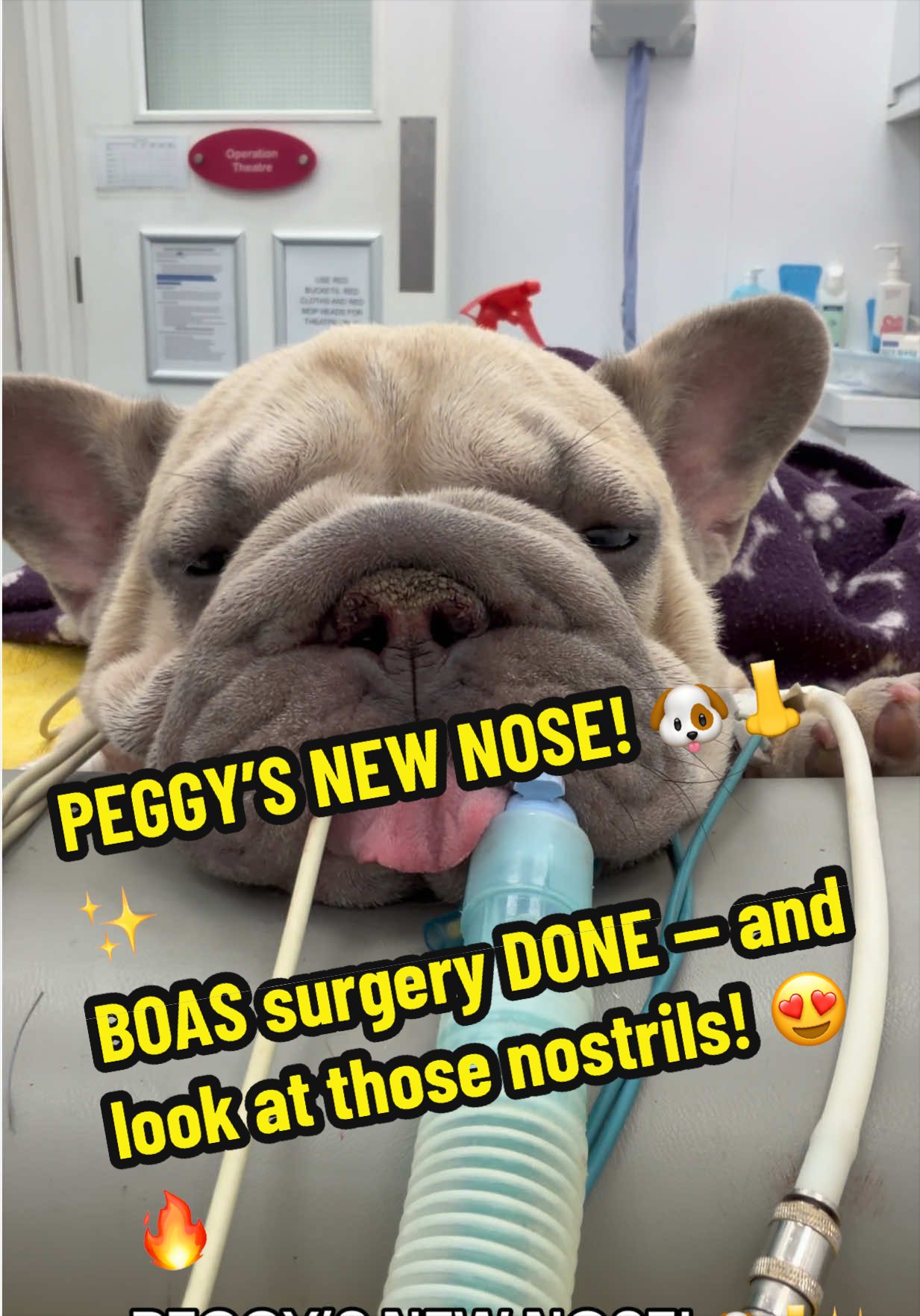 @Tomasthevet