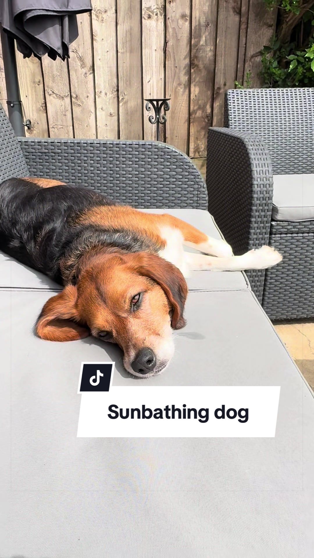 @Winnie the Therapy Dog 🐾✨
