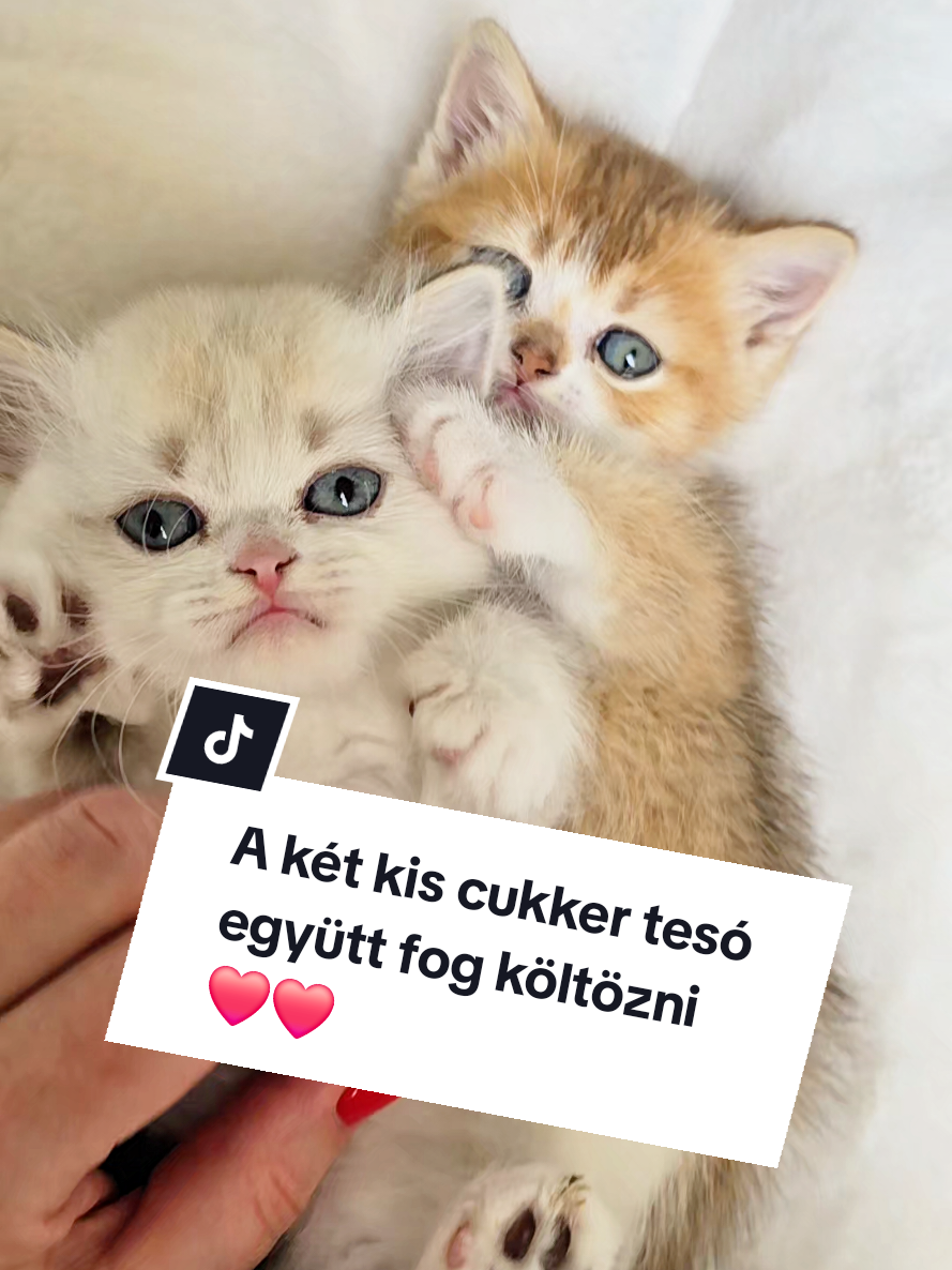 @Blue Sapphire Cats Cattery