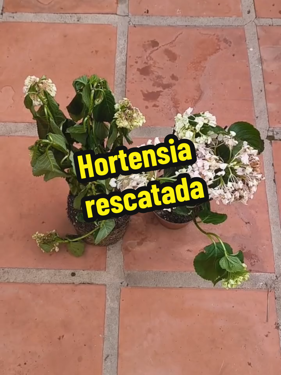 @𝑴𝒊 𝒑𝒂𝒕𝒊𝒐𝒉𝒖𝒆𝒓𝒕𝒐