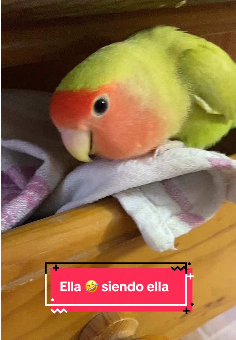 @chip y bella