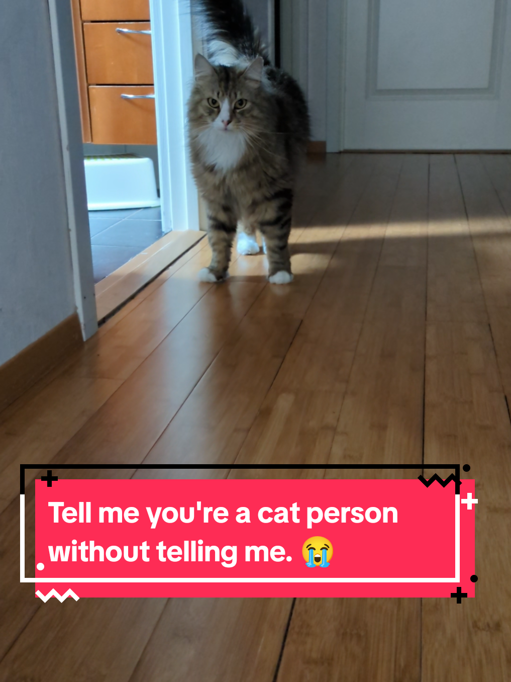 @The Cutest Cats Ever