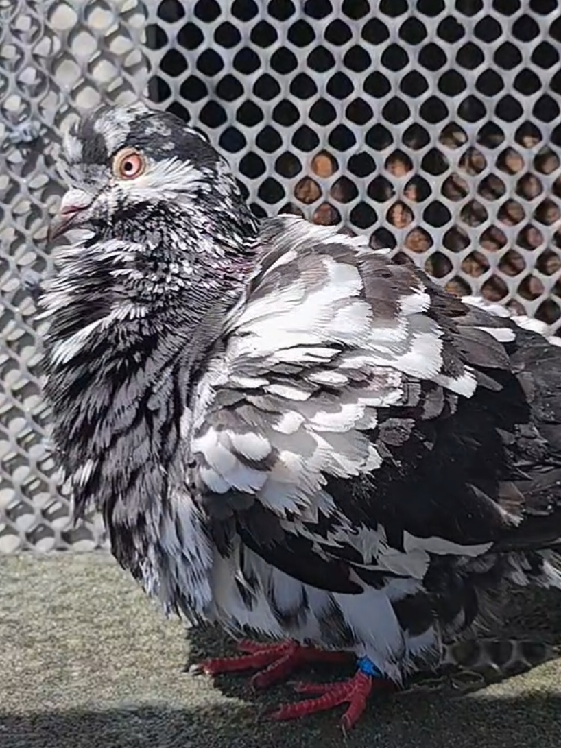 @Waterhouses Wildlife Rescue