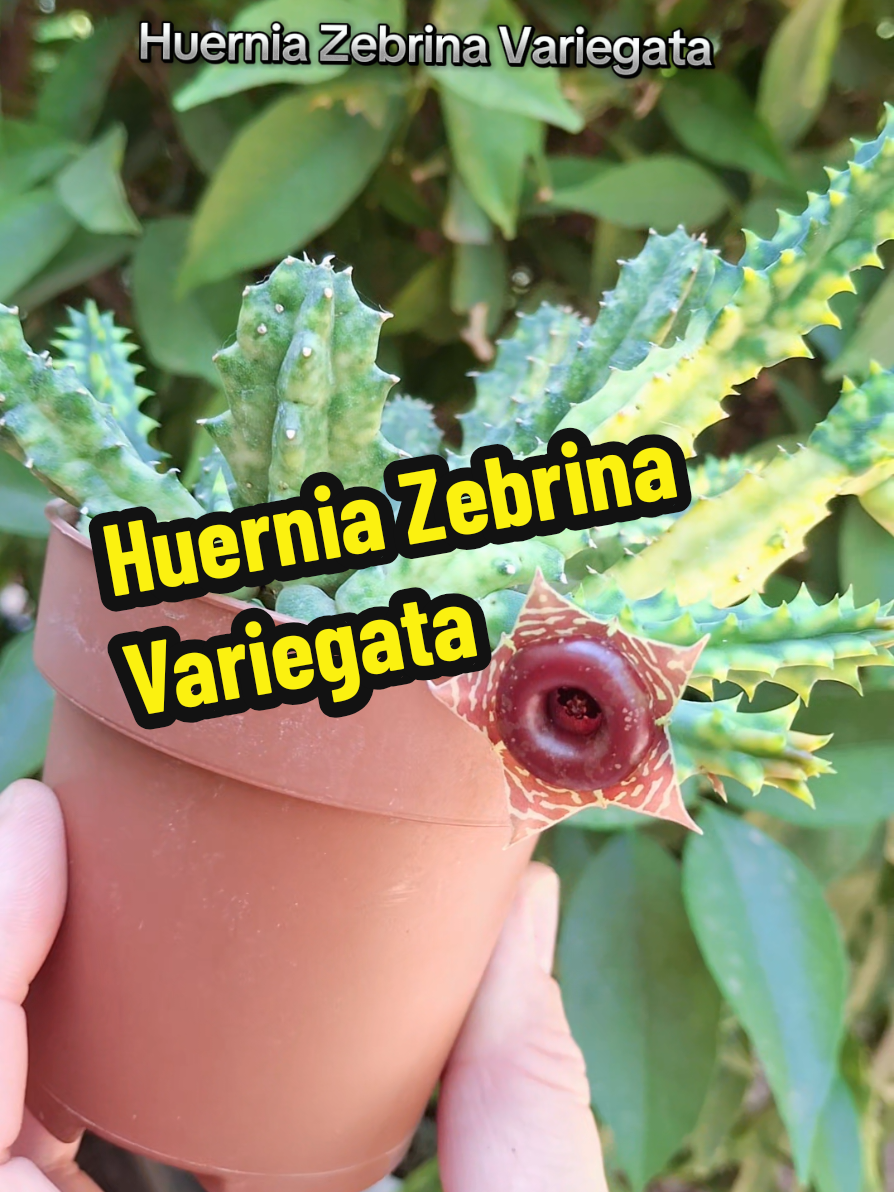 @Succulent_ninja