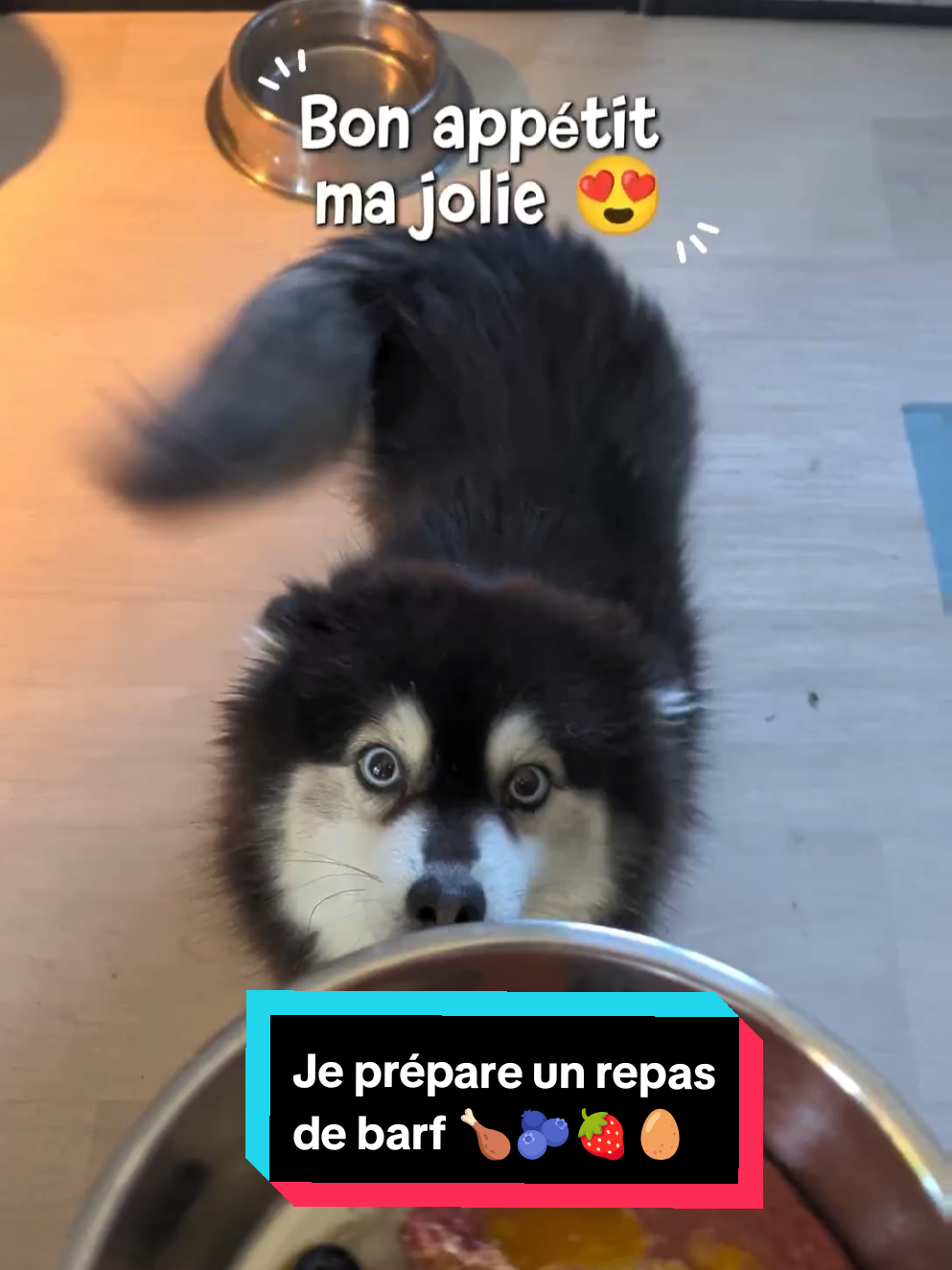 @Pomsky du Lys d'or