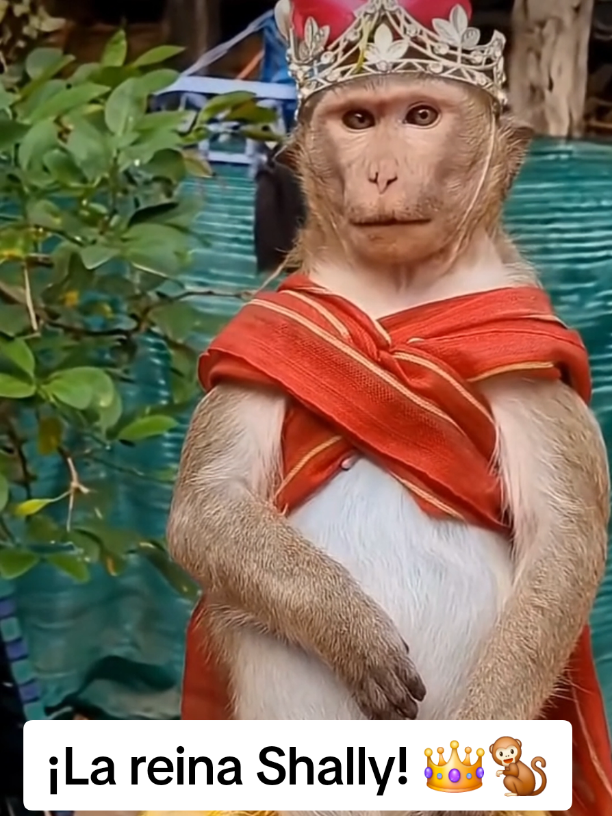 @monkeyYAYA