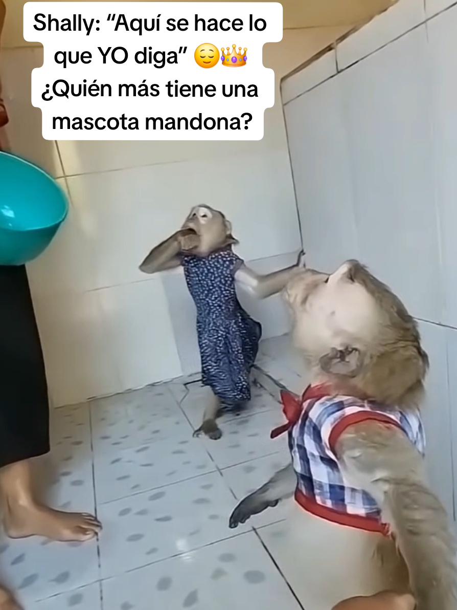 @monkeyYAYA