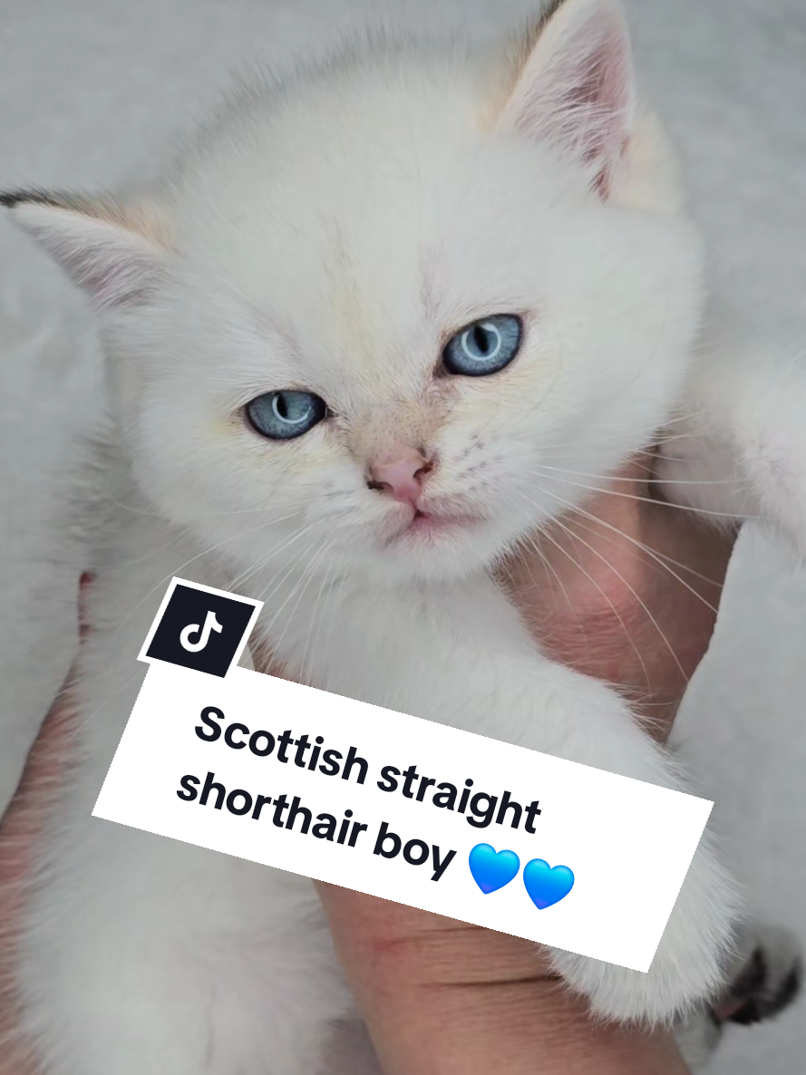 @Blue Sapphire Cats Cattery