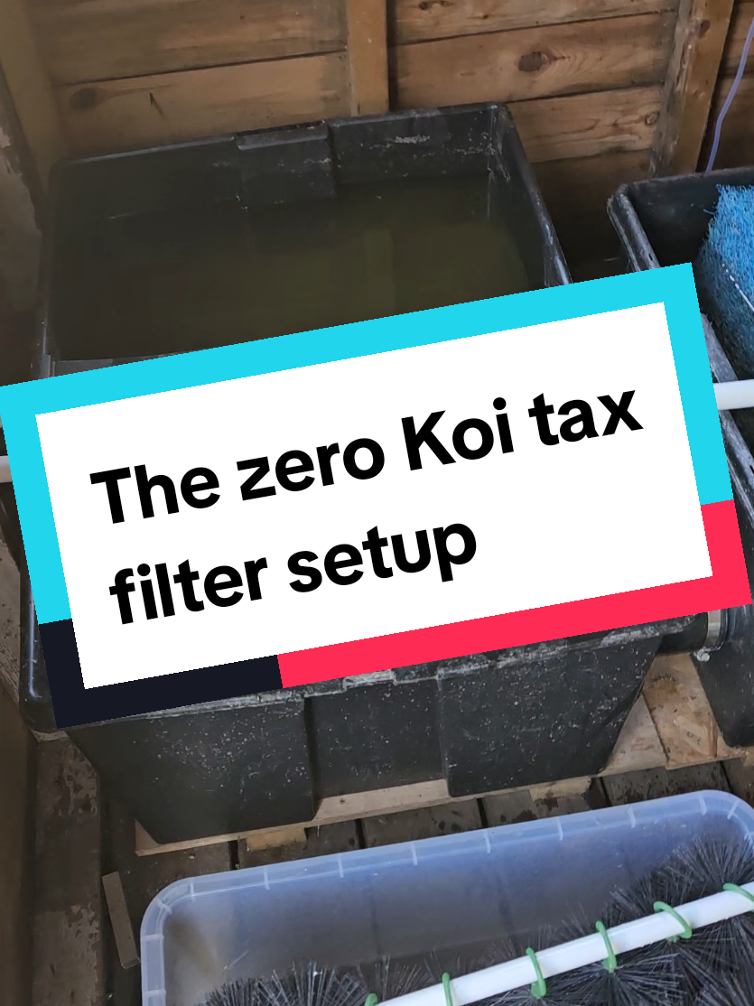 @Discus and Koi fish