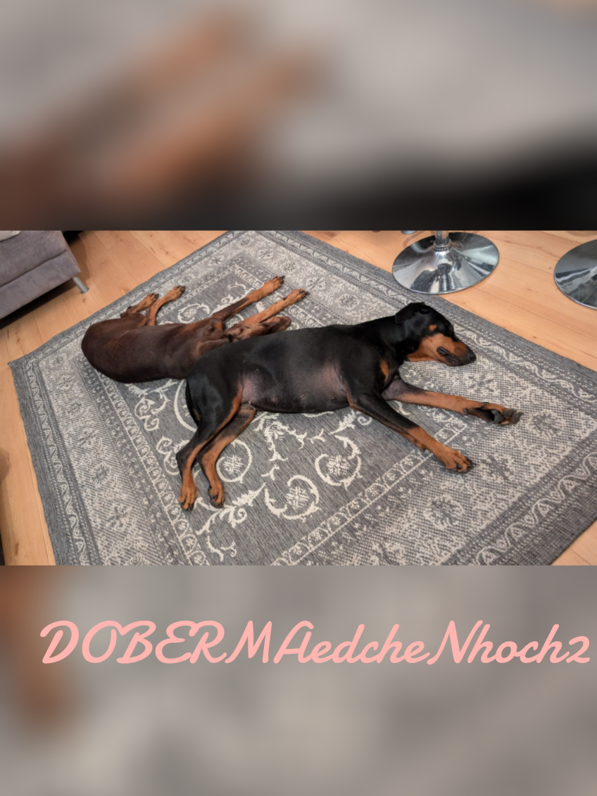 @DOBERMAedcheNHOCH2