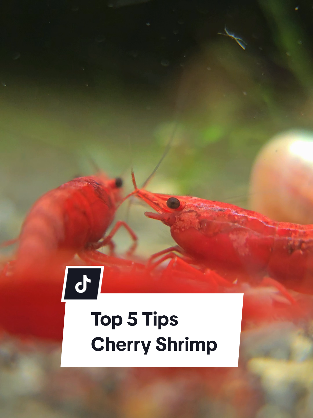 @SomersetShrimpShack